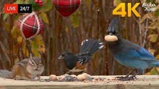  24/7 LIVE: Christmas Cat TV for Cats to Watch  Cute Birds Squirrels 4K Cat Games