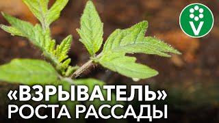 ДАЖЕ САМАЯ ХИЛАЯ РАССАДА ПОЙДЕТ В РОСТ И СТАНЕТ КРЕПКОЙ! На что способны АМИНОКИСЛОТЫ для растений?