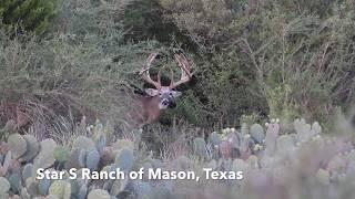 Huge Whitetail buck on the Star S Ranch