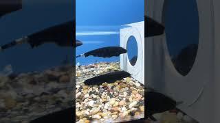 Black Ghost KnifeFish V93 #shorts #shortvideo #shortsvideo #short #fish  