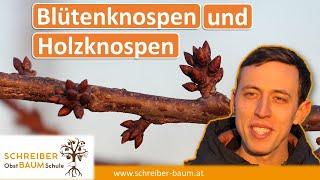 Blütenknospen und Holzknospen unterscheiden - wichtig für den Obstbaumschnitt