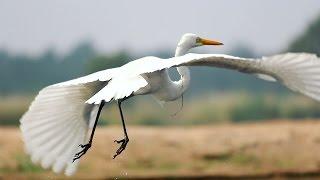 Great Egret Bird