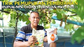 TRIK PEMUPUKAN PEMBUAHAN, DARI PUPUK PERTUMBUHAN NPK DIGANTI DENGAN PUPUK PEMBUAHAN MKP & KNO3