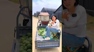 Beautiful fresh cucumber harvesting from farm  #shorts #cucumber #youtubeshorts