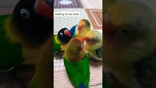 Love bird Sound (Paid Promotion Available) #short  #parrotsound