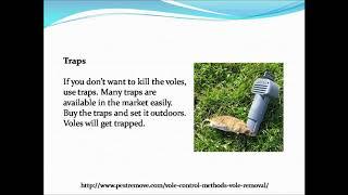 Vole control methods for vole removal