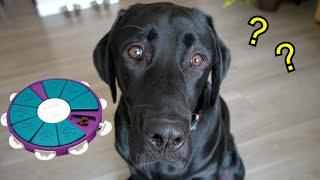 Labrador Solves Dog Puzzel!!