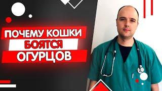 Почему кошки боятся огурцов?