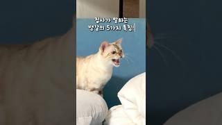 집사만 아는 뱅갈고양이의 특징 5가지!