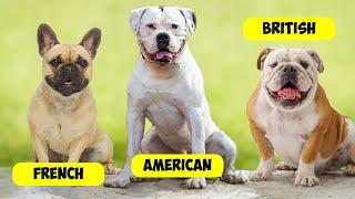 BULLDOG TYPES - 16 TYPES OF BULLDOGS