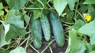 Cucumber Chronicles: Growing Tips and Tricks for Beginners