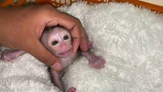 NEWBORN BABY MONKEY MOVES OUT OF BOX