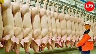 Pig Farm - How Australian Farmers Transport And Process Millions Of Pigs - Processing Factory Pig