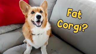 Vet Said My Corgi Needs To Lose Weight - Is he fat?