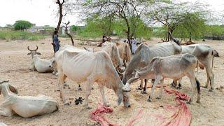 thar donkeys animals life.