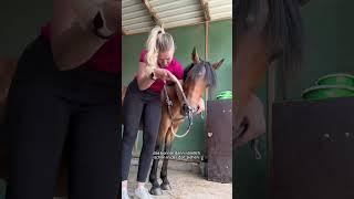 Werbung | geht ihr noch zur Schule? #fy #stallvlog #pferde #pony #horse #equestrian #pferd #viral