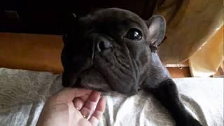 Французский бульдог Ася и разговор по душам. French bulldog