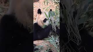 16.12.24 今日份憨憨的小二狗 #大熊猫润玥 #大熊猫 #panda