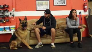 Training | Kobe Board and Train Drop Off - Last Resport | Solid K9 Training Dog Training