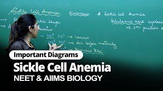 NEET Biology | Sickle Cell Anemia | Important Diagram | In English | Misostudy