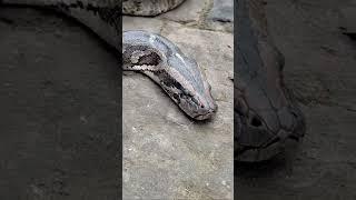 ajgar sap  #viral #youtube #music #subscribe #ajgar #snake