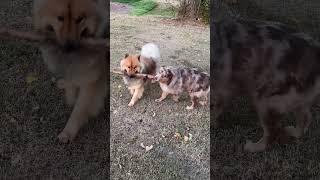 Puppy Stick Wars (Who will win?) #eurasier #dog