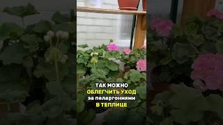 Уход за пеларгониями