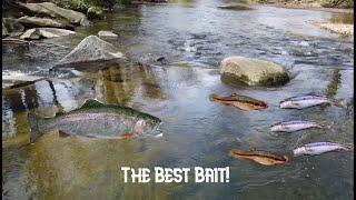 How to Catch the BEST Trout Bait For FREE! (Fishing Using Live Minnows for Rainbow and Brown Trout)