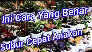 Tips Merawat Aglaonema Agar Tumbuh Subur