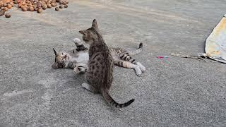 Two cats funny fight #cat #kitten #catplay #funny