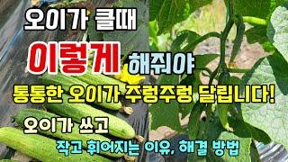 오이가 달리기 시작할때 이렇게하면 오이 많이 수확할 수 있습니다 오이가 작고 휘어지고 쓴이유 해결방법 #오이농사 #오이키우기