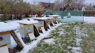 Коллапс в природе