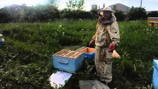 Усиление пчелиных отводков