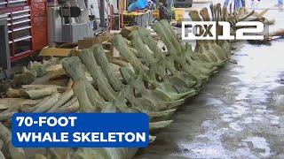 Skeleton of blue whale almost ready for display in Newport
