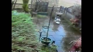 A sheep in garden,