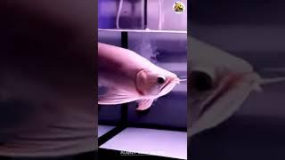 Tokio Drift song | Arowana fish #diy #planetblueanand #pedit7