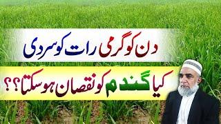 Impact of warm days and cold nights on wheat crop || Crop Reformer