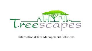 Treescapes Urban Tree Consulting  International Tree Management Solutions - Auroville India