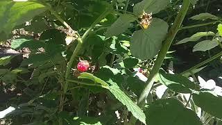 Red raspberry picking