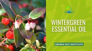 Discover Wintergreen Essential Oil's Darkest Secret