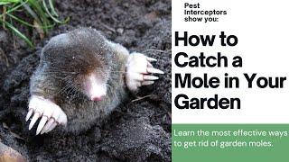 HOW TO SET A MOLE DUFFUS TUNNEL TRAP. HOW MANY MOLES CAN YOU CATCH IN ONE TRAP?