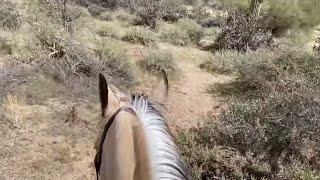 How To Reduce Anxiety While Trail Riding