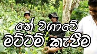 Tea Cultivation in Sri Lanka Part4/ මට්ටම් කැපීම