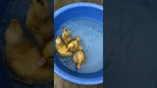 #babyduck first bath#first time swimming #cute littel baby ducks#shortsvideo