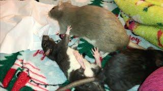 Baby Rats Play Fighting and being Cute!