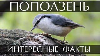 Поползень - интересные факты