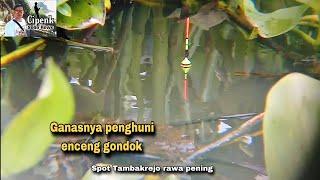 Mancing pinggiran di sela -sela enceng gondok(Tambakrejo rawa pening Jateng)