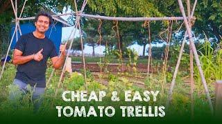 Cheap & Easy Tomato Trellis