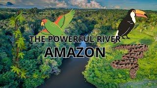 The Mighty Amazon River: Facts, Jungle, and Conservation