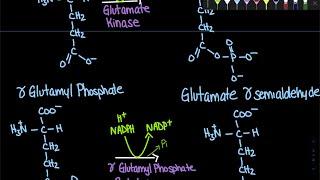 Proline Synthesis | Biochemistry